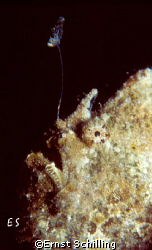 Profile in grey , Frogfish on Bonaire by Ernst Schilling 